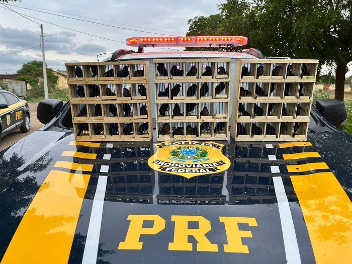 PRF resgata 167 pássaros silvestres dentro de bagageiro de ônibus em Salgueiro (PE)