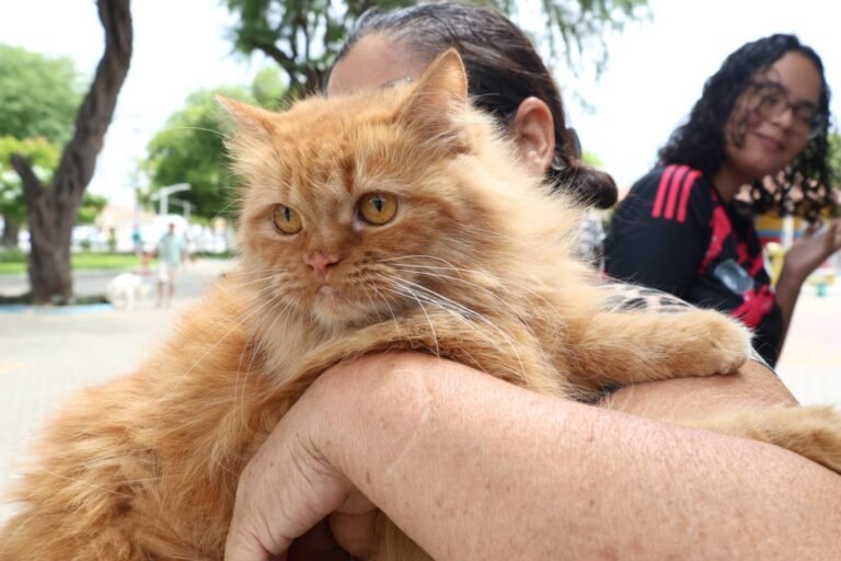 Petrolina (PE) ultrapassa mais de 38 mil animais vacinados conta a raiva
